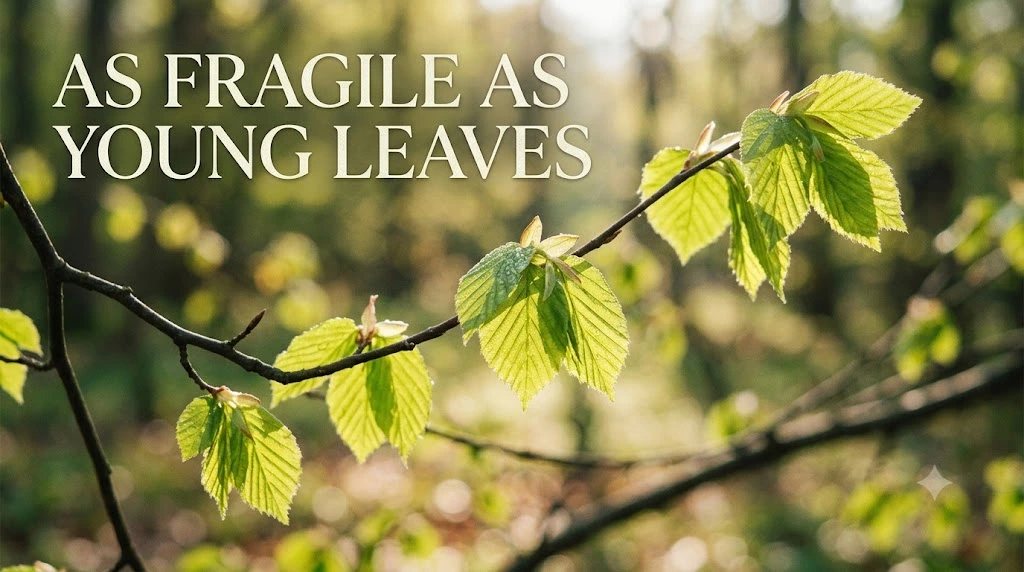 As Fragile as Young Leaves